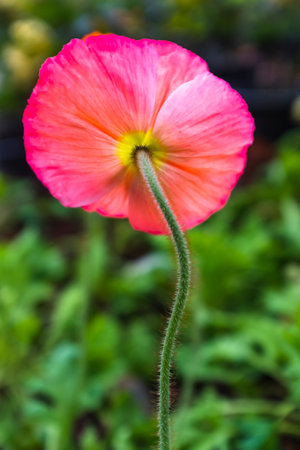 Poppy flower in the garden, Thailand. (Selective focus)の写真素材