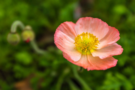Opium poppy flower in the garden. Macro shot with shallow depth of field