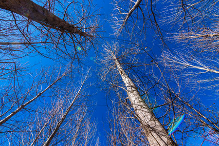 Trees and blue sky in the forest. View from below.の写真素材