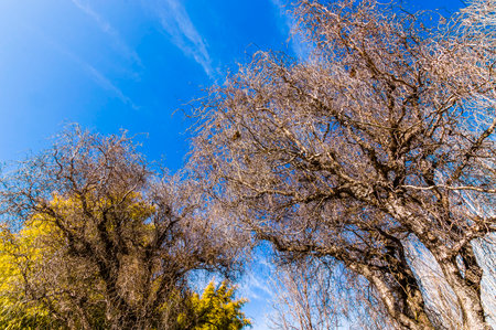 Winter trees against the blue sky with white clouds in the park.の写真素材