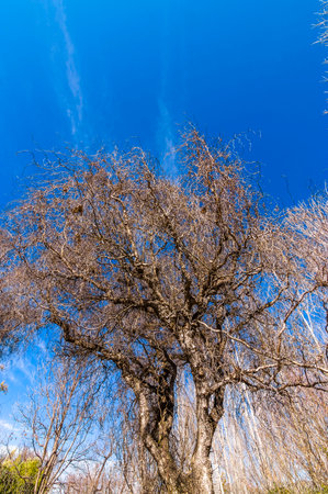 Willow tree with blue sky in winter season. Nature background.の写真素材