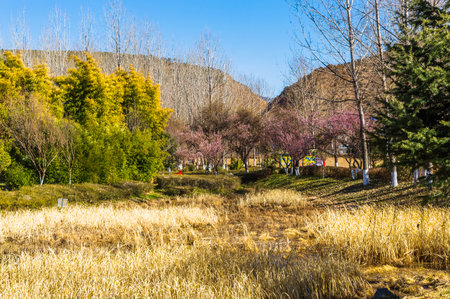 Cherry blossom trees in spring,Chiangmai,Thailandの写真素材