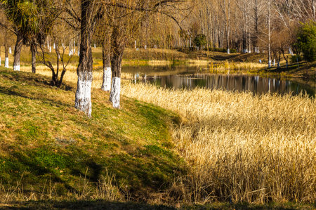 Landscape with lake and trees in the park in early spring.の写真素材