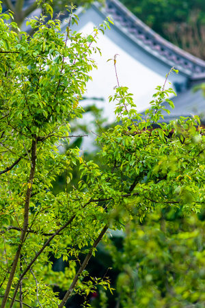 Green leaves on the branches of a tree in front of the temple