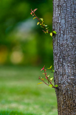 Tree trunk with green leaves on blurred green background. Shallow depth of field.の写真素材