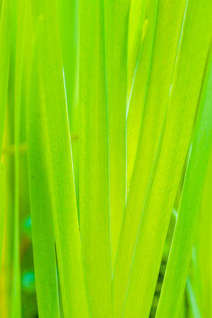 Close up of green leaf background, Thailand. (Selective focus)の写真素材