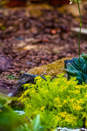Small decorative flowers in the garden, Thailand. Selective focus.の写真素材