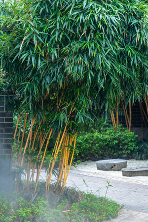 Bamboo with smoke in the garden, Thailand. Natural background.の写真素材
