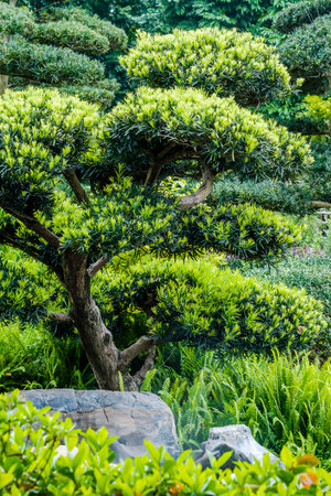 Bonsai tree in the garden, Thailand. (Soft focus)の写真素材