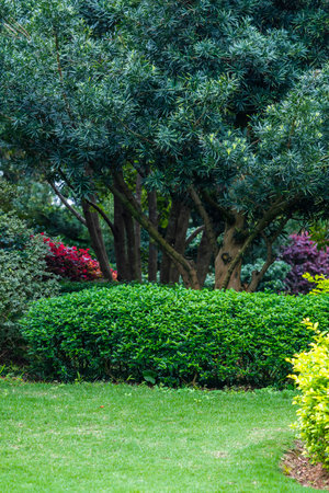 Green grass in the garden with trees and bush in the park.の写真素材