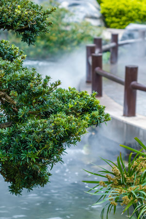 Bonsai tree in the garden, Thailand. (Selective focus)の写真素材