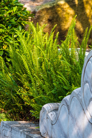Stone walkway with fern in the garden at Chiang Rai province, Thailand.の写真素材