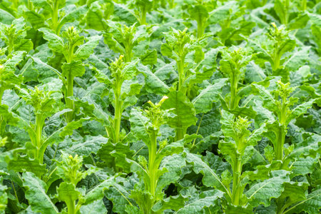 Closeup of tobacco plants growing in a field. Agriculture concept.の写真素材