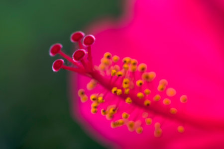 Pink hibiscus flower close-up. Shallow depth of fieldの写真素材