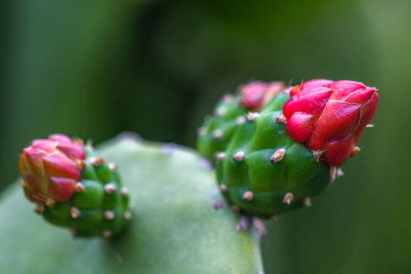 Close up of cactus with red flower in botanical garden.の写真素材