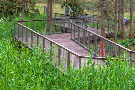 A wooden walkway in the park, surrounded by tall grass.の写真素材