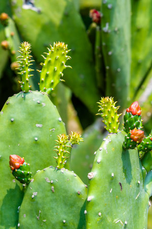 Cactuses in the garden, Thailand. Close-up.の写真素材