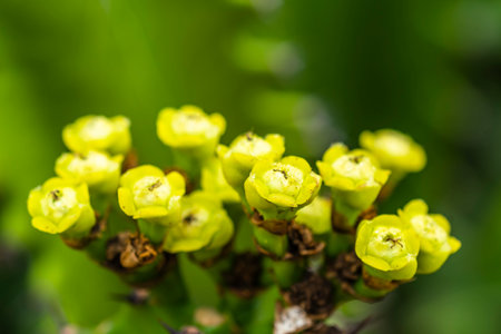 Close up of small yellow flowers on the tree in the garden.の写真素材