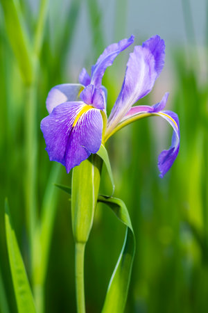 Purple Iris flower in garden, Thailand. (Selective focus)の写真素材