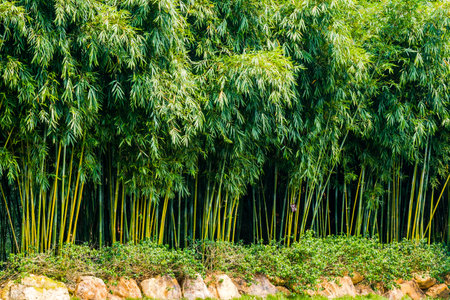 Bamboo forest at Chiangmai province, Thailand. Natural background.の写真素材