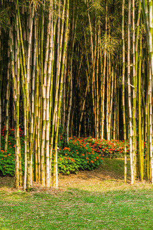 Bamboo forest in Chiangmai province, Thailand. Natural background.の写真素材