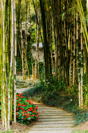 Walkway in the garden with bamboo trees and flowers, Thailand.の写真素材