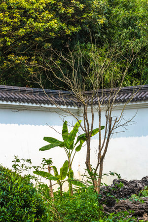 Banana tree with white wall, Thailand. (Selective focus)の写真素材