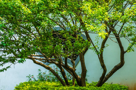 Green tree in the garden, Thailand. (Selective focus)の写真素材