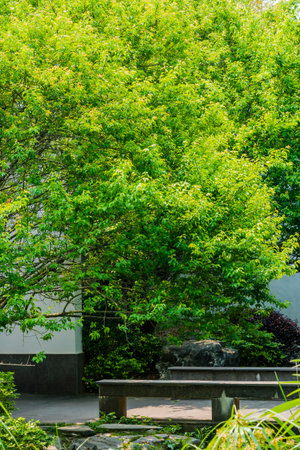 Green tree in the park, Thailand. (Selective focus)の写真素材