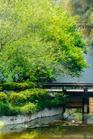 The bridge over the pond in the city park in the morning.の写真素材