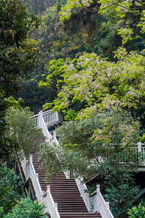 Staircase in the park at Doi Inthanon National Park, Thailand.の写真素材