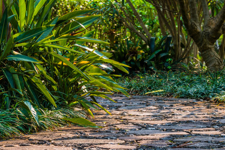 Walkway in the garden with green leaf background, stock image.の写真素材