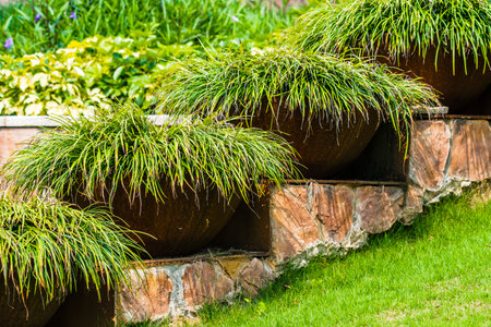 Green grass in flowerpot with stone wall in garden, Thailand.の写真素材