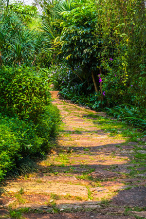 Pathway in the garden, Thailand. Nature background and wallpaper.の写真素材