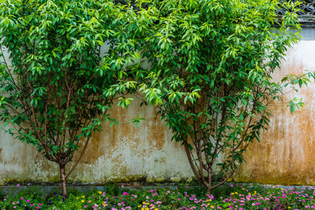 Green leaves and flowers in the garden with concrete wall, Thailand.の写真素材
