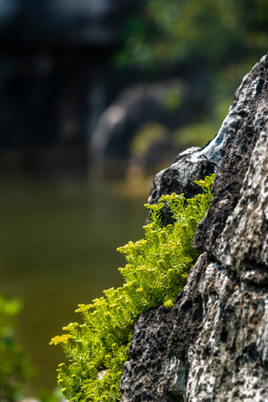 Green fern on rock, Thailand. (Selective focus)の写真素材