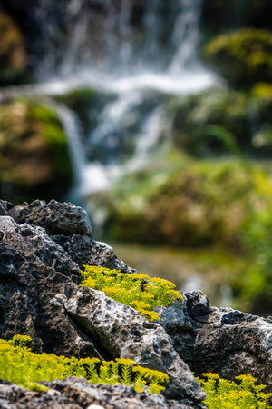 Waterfall in the garden with green plants and rocks in the foregroundの写真素材