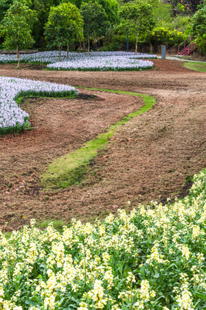 Beautiful flower garden in Chiangmai province, Thailand.の写真素材