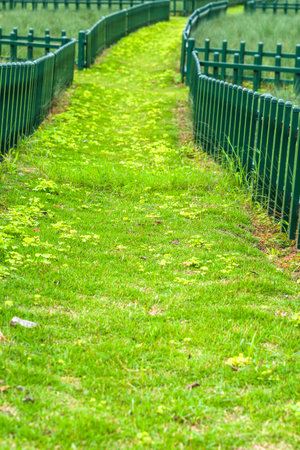 Green fence with green grass and flowers in the park, stock photo