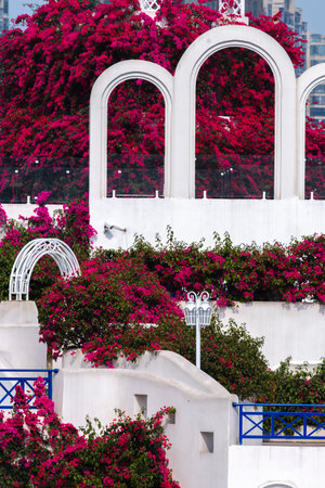 Greece, Santorini, Balcony with flowersの写真素材