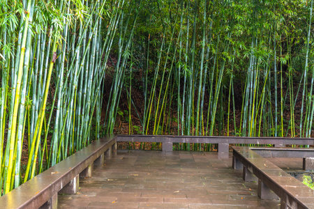 bamboo forest at Doi Inthanon National Park, Chiang Mai, Thailandの写真素材