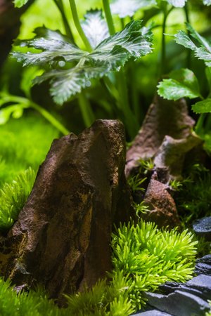 Green plants in the garden. Selective focus. Shallow depth of fieldの写真素材