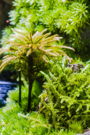 Close up of green moss in tropical garden, Thailand. (Selective focus)