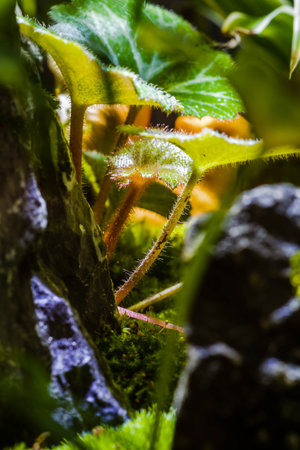 Strawberry plant in the garden. Selective focus with shallow depth of field.の写真素材