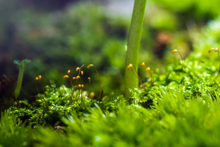 Close up of moss in the forest. Shallow depth of field.の写真素材