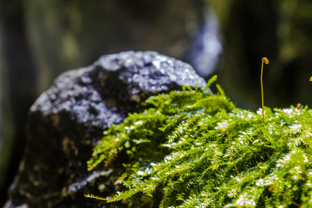 Close up of moss growing on the rock. Selective focus.の写真素材