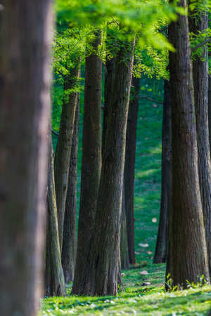 trees in the forest on a sunny day, note the shallow depth of fieldの写真素材