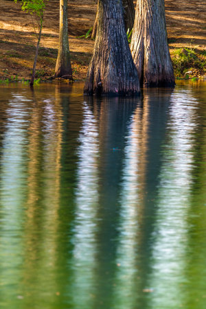reflection of trees in the lake, springtime, nature seriesの写真素材