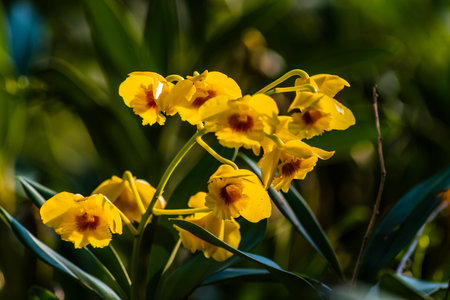 Beautiful yellow orchids in the garden. Selective focus.の写真素材