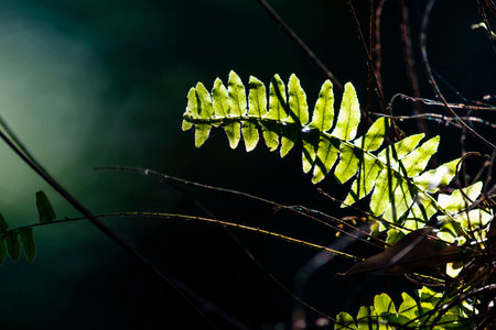 Fern in the forest, Thailand. (Selective focus)の写真素材